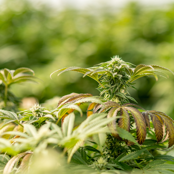 Legal Cannabis Grow Shot on Location Image