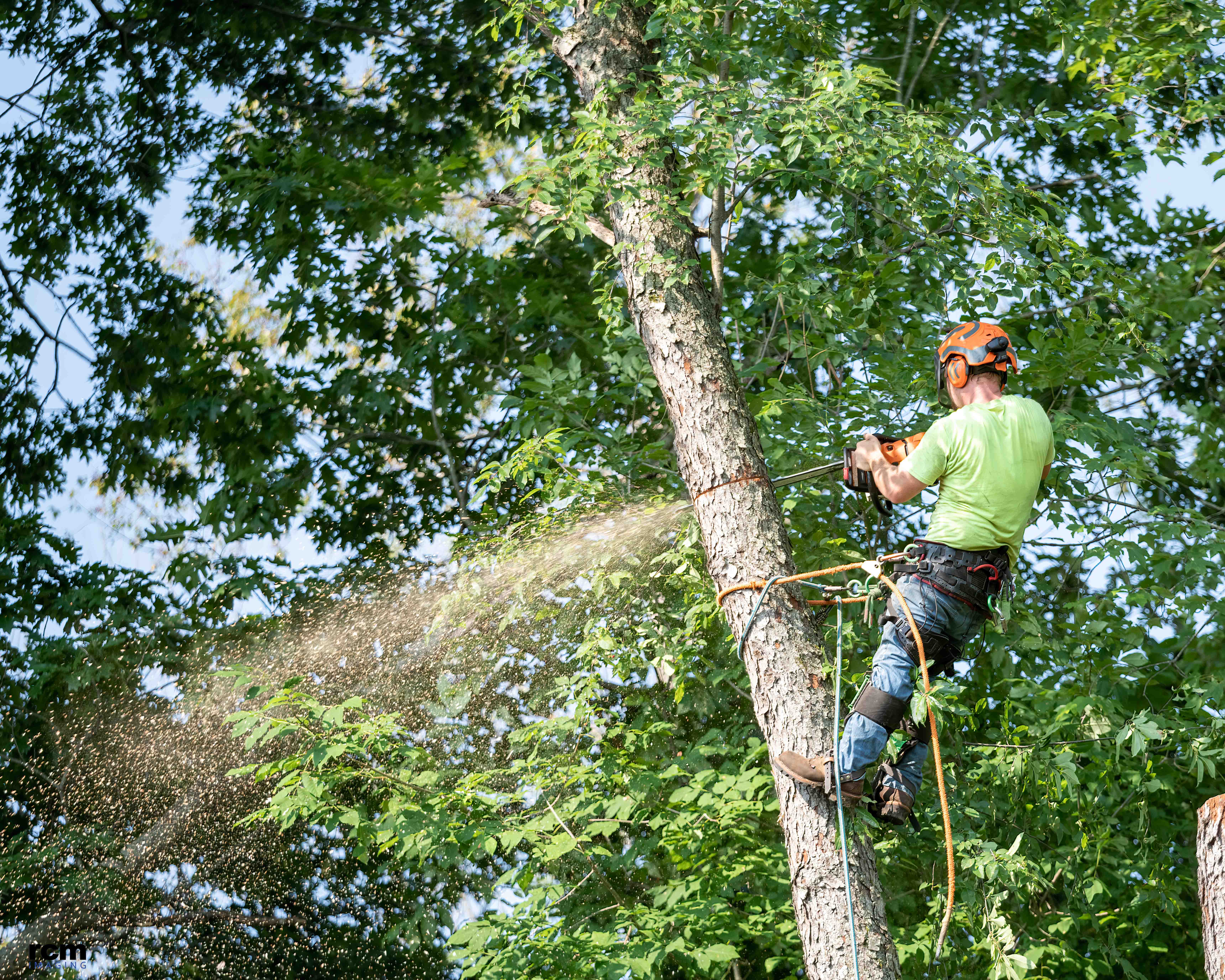 Advantage Tree Service Removing Tree tree removal
