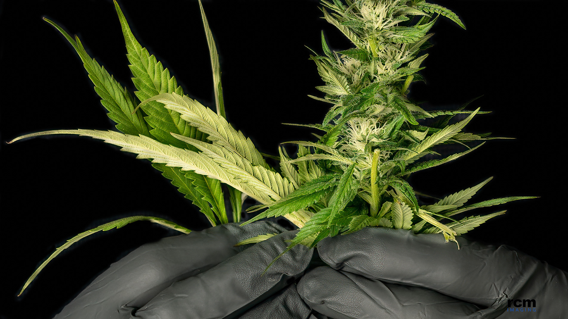 Cannabis (legal grow) composite - shot on location Image