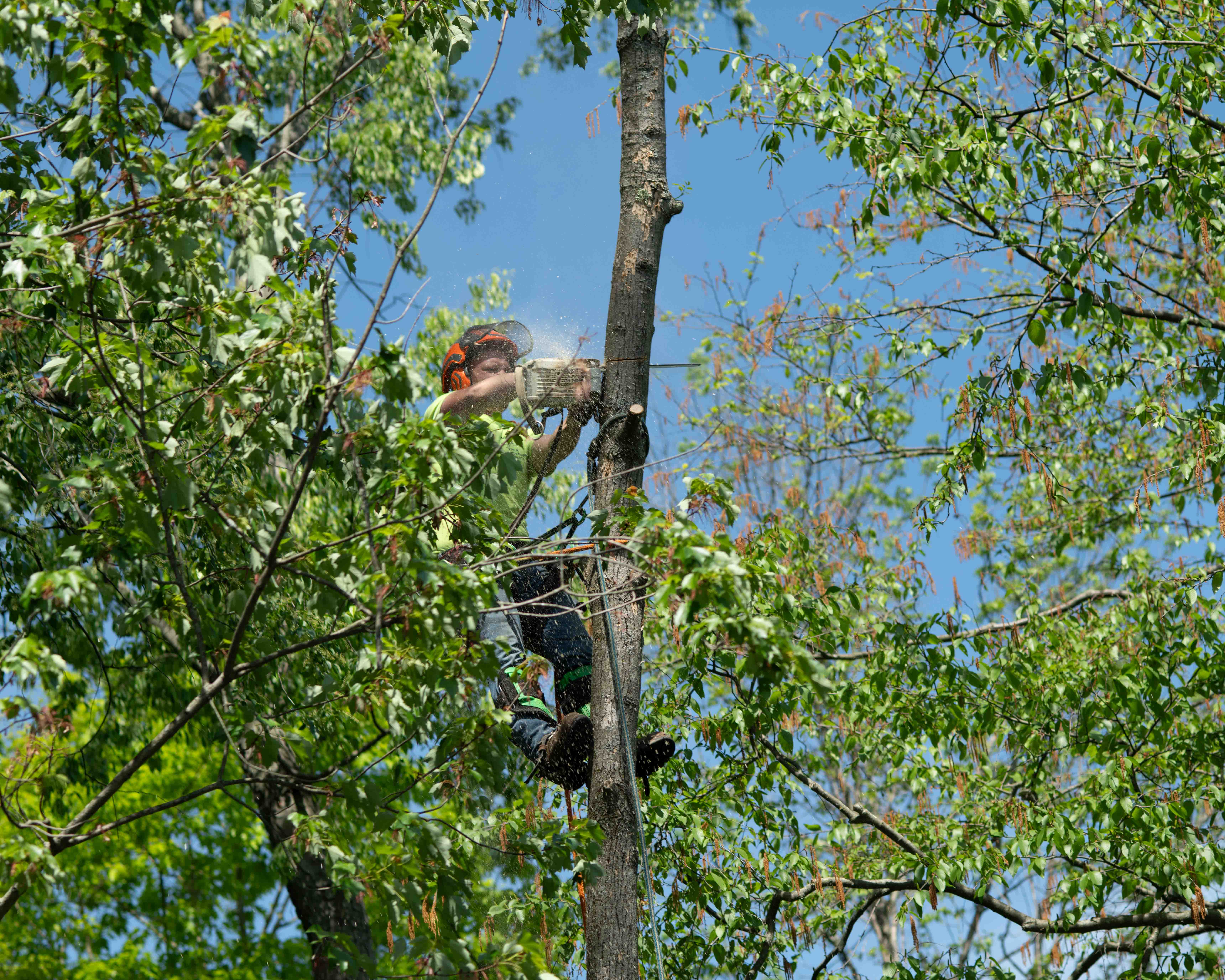 Capturing Tree Removal Service from a Drone Platform in Upstate New York tree removal aerial shot - on location Glenmont NY - rcm Imaging