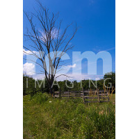 Tree-wooden fence- farm