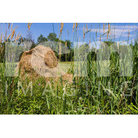 hay round bale in field
