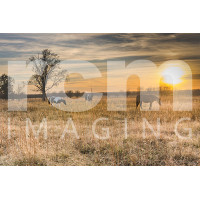 horses in field at sunset