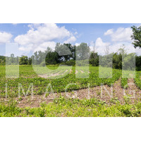 Soy beans growing in field